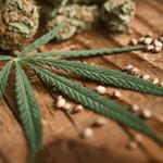 High Time Metal- & Headshop - photo 3