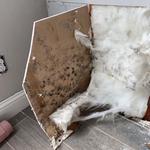 ProRestoration Services Inc - photo 2