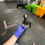 Dogtopia of Albuquerque West - photo 2