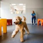 Dogtopia of Albuquerque West - photo 3