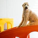 Dogtopia of Albuquerque West - photo 9