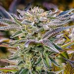 KushyKush Cannabis Dispensary - photo 4