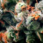 KushyKush Cannabis Dispensary - photo 6