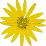 Silphium Design LLC - Web Design & Development in Titusville