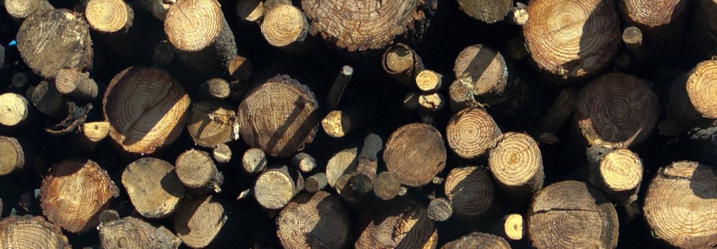 Tree & Snow Removal Services cover photo