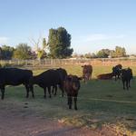 Blue Pine Ranch - photo 7