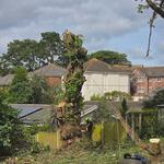 TreeRebral Ltd - photo 2