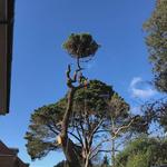 TreeRebral Ltd - photo 3