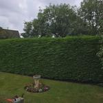 TreeRebral Ltd - photo 4