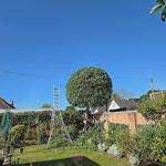 TreeRebral Ltd - photo 5