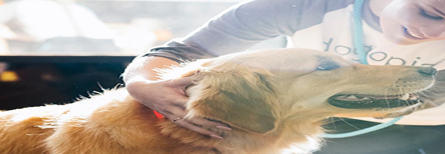 Dogtopia of Bethesda cover photo