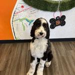 Dogtopia of Bethesda - photo 3