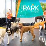 Dogtopia of Bel Air - photo 4