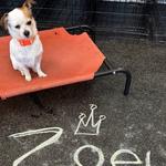 Dogtopia of Bellevue - photo 1