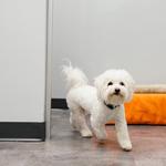 Dogtopia of Bellevue - photo 6