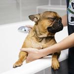 Dogtopia of Bellevue - photo 10