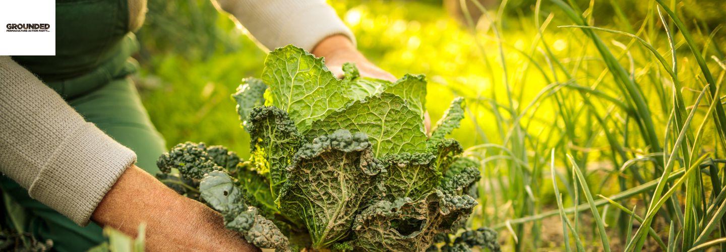 Grounded Permaculture cover photo