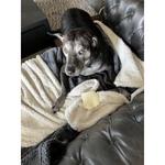 Hershey Veterinary Hospital - photo 1