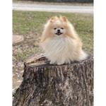 Hershey Veterinary Hospital - photo 2