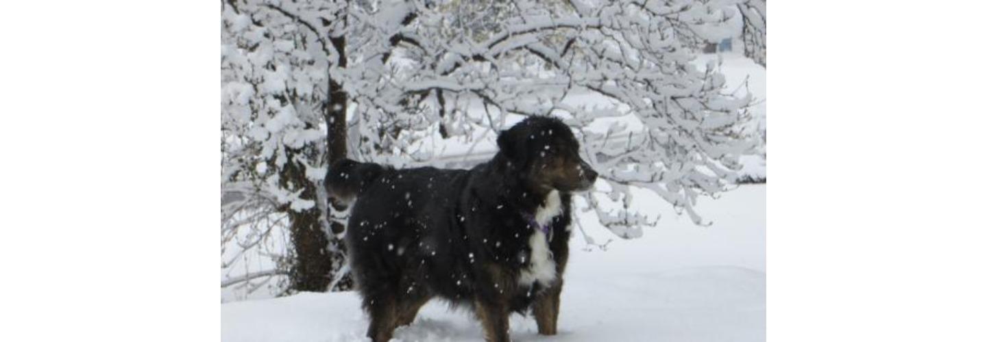 Hershey Veterinary Hospital cover photo