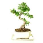 Bonsai Direct - photo 1