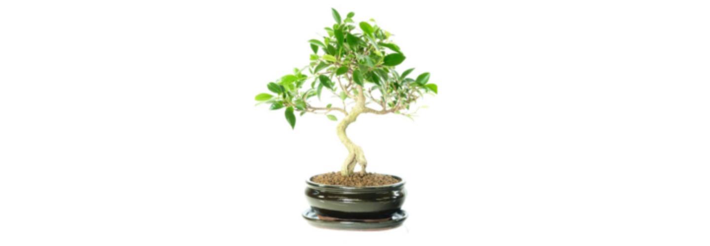 Bonsai Direct cover photo