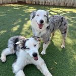 Dogtopia of Boca Raton - photo 1