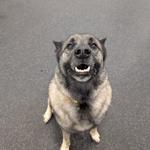 Dogtopia of Boca Raton - photo 2