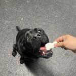 Dogtopia of Boca Raton - photo 3