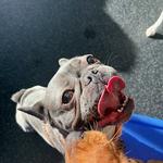 Dogtopia of Boca Raton - photo 4