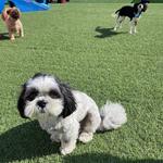 Dogtopia of Boca Raton - photo 5