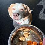 Dogtopia of Boca Raton - photo 6