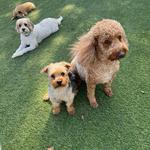 Dogtopia of Boca Raton - photo 7