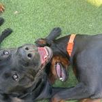 Dogtopia of Boca Raton - photo 8