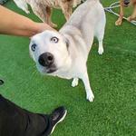 Dogtopia of Boca Raton - photo 10