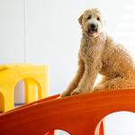 Dogtopia of Clarksville - photo 1