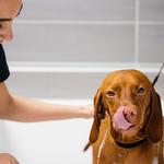 Dogtopia of Clarksville - photo 2