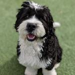 Dogtopia of Clarksville - photo 3