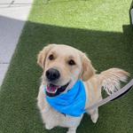 Dogtopia of Clarksville - photo 4