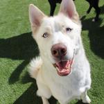 Dogtopia of Clarksville - photo 5