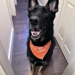 Dogtopia of Clarksville - photo 6