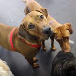 Dogtopia of Clarksville - photo 7