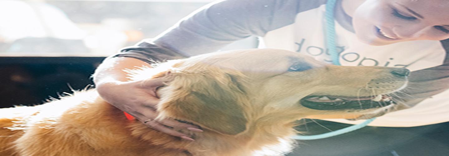 Dogtopia of Columbus - Dublin cover photo