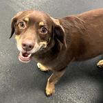 Dogtopia of Columbus - Dublin - photo 1