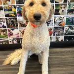 Dogtopia of Columbus - Dublin - photo 4