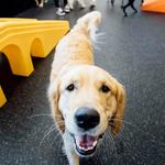 Dogtopia of Columbus - Dublin - photo 8