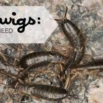 Green Guard Pest Control - photo 4