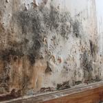 Jupiter Mold Removal - photo 4