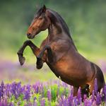 Individual Horse Cremation Wales - photo 1