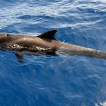 Tenerife Excursions 365 - photo 1